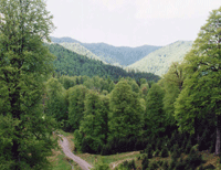 06.gif (26021 bytes)